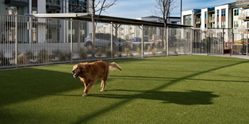 Dog park